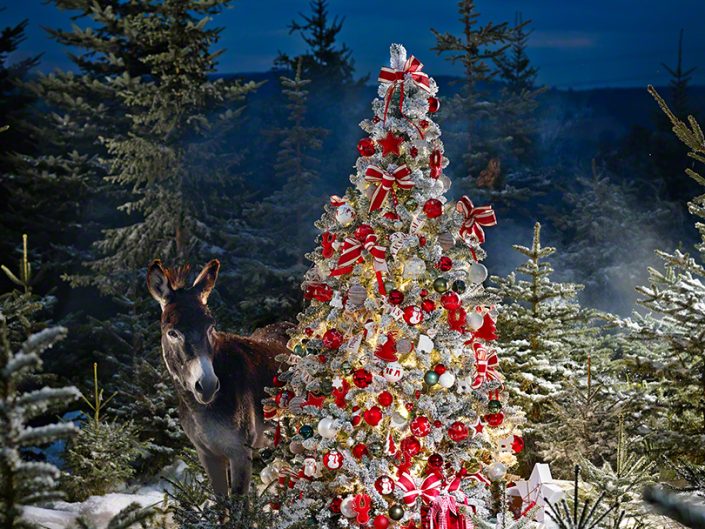 Weihnachten, Wald, Esel, Weihnachtsbaum, Depot, Schnee, Winter, Kugeln, Geschenke, Articus&Röttgen Fotografie, Articus, Röttgen